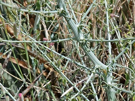 Small Wirelettuce (Stephanomeria exigua)