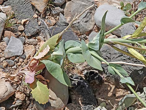 Heartleaf Twistflower (Streptanthus cordatus)