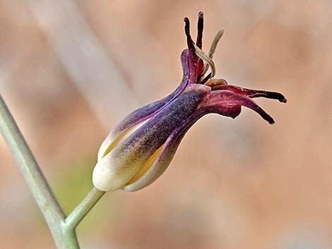 Heartleaf Twistflower (Streptanthus cordatus)