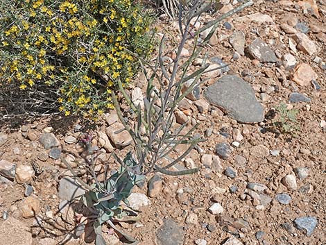 Heartleaf Twistflower (Streptanthus cordatus)