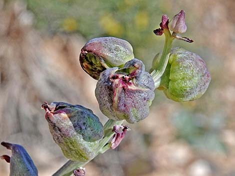 Heartleaf Twistflower (Streptanthus cordatus)