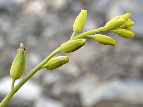 Heartleaf Twistflower (Streptanthus cordatus)