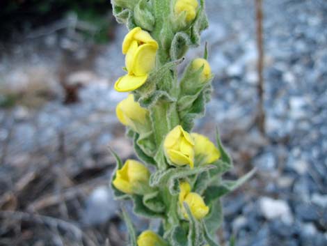 Common Mullein (Verbascum thapsus)