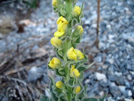 Common Mullein (Verbascum thapsus)