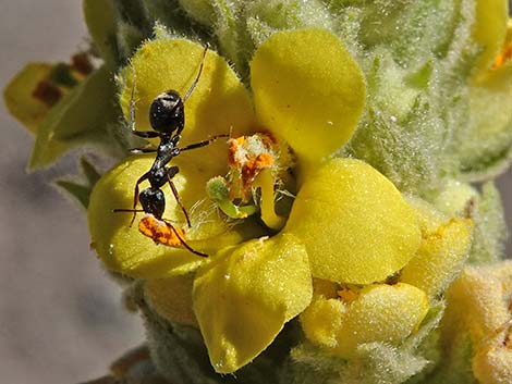 Common Mullein (Verbascum thapsus)