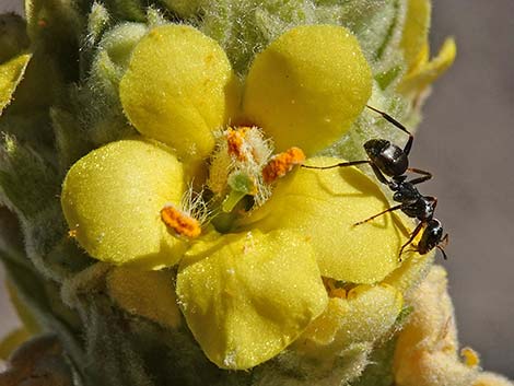 Common Mullein (Verbascum thapsus)