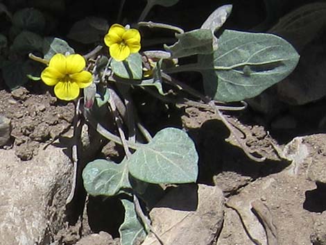 Charleston Mountain Violet (Viola charlestonensis)