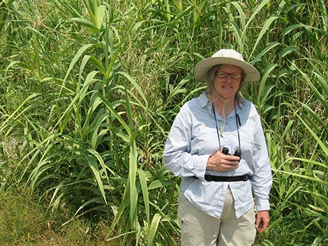 Giant Reed (Arundo donax)