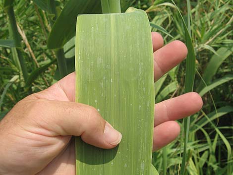 Giant Reed (Arundo donax)