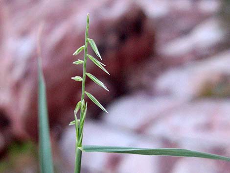 Side-oats Gramma (Bouteloua curtipendula)