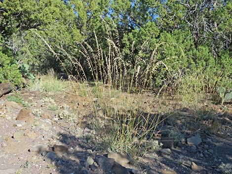 Side-oats Gramma (Bouteloua curtipendula)