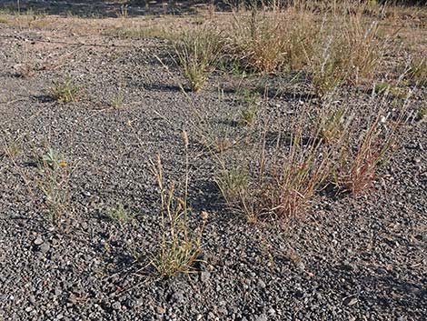 Coastal Sandbur (Cenchrus spinifex)