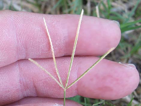 Bermudagrass (Cynodon dactylon)