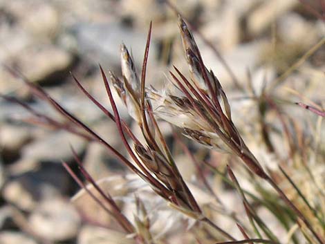 Fluffgrass (Dasyochloa pulchella)