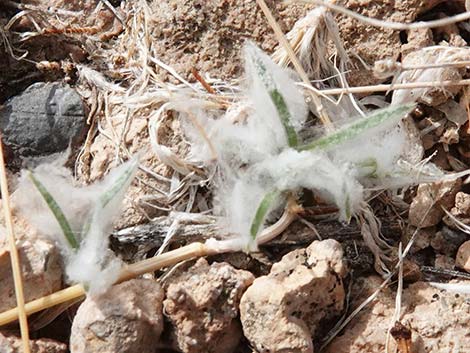 Fluffgrass (Dasyochloa pulchella)