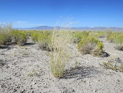 Sand Ricegrass (Achnatherum hymenoides)