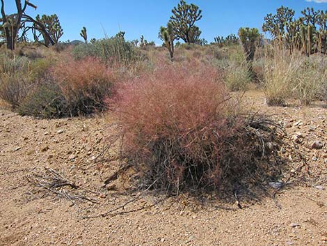 Bush Muhly Grass (Muhlenbergia porteri)