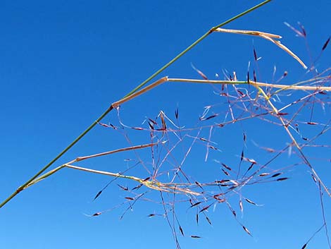 Bush Muhly Grass (Muhlenbergia porteri)