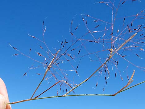 Bush Muhly Grass (Muhlenbergia porteri)