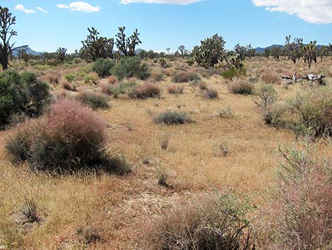 Bush Muhly Grass (Muhlenbergia porteri)