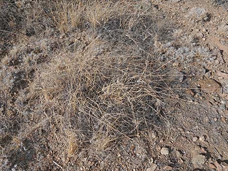 Bush Muhly Grass (Muhlenbergia porteri)