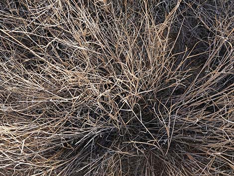 Bush Muhly Grass (Muhlenbergia porteri)