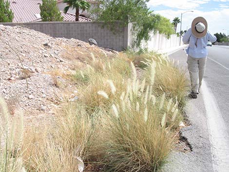 Fountain Grass (Pennisetum setaceum)