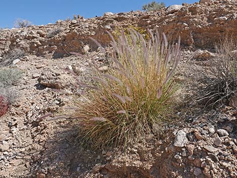 Fountain Grass (Pennisetum setaceum)