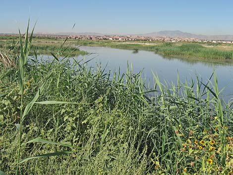 Common Reed (Phragmites australis)