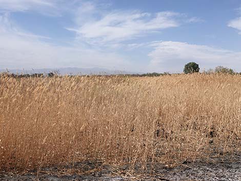 Common Reed (Phragmites australis)