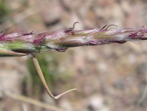 Big Galleta Grass (Hilaria rigida)