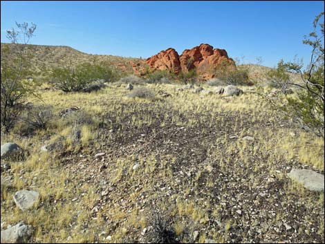 Biological Soil Crust