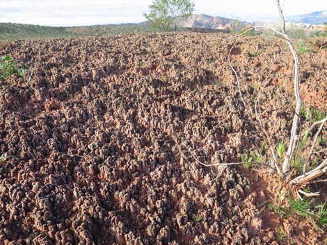 Biological Soil Crust