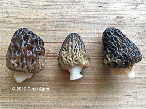 Black Morel Mushroom (Morchella elata)