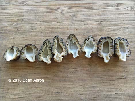 Black Morel Mushroom (Morchella elata)