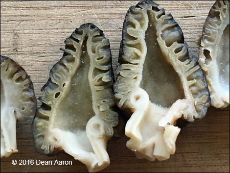 Black Morel Mushroom (Morchella elata)