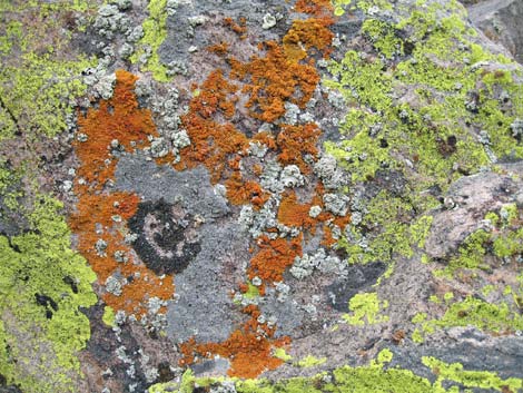 Lichen