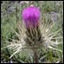 clokey thistle