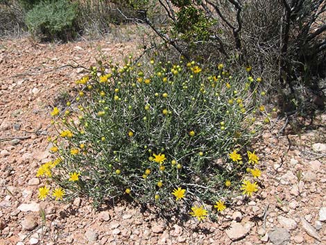 Shockley's Goldenhead (Acamptopappus shockleyi)