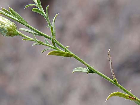 Cooper's Dogweed (Adenophyllum cooperi)