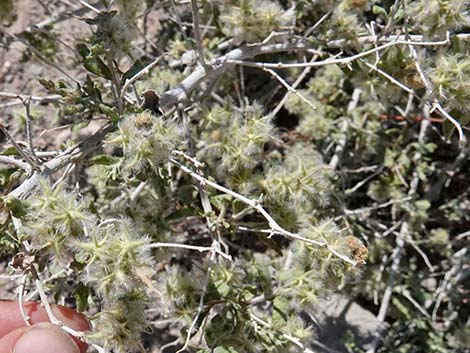 Woolly Fruit Burr Ragweed (Ambrosia eriocentra)