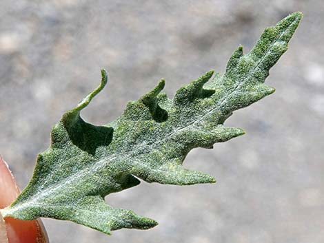 Woolly Fruit Burr Ragweed (Ambrosia eriocentra)