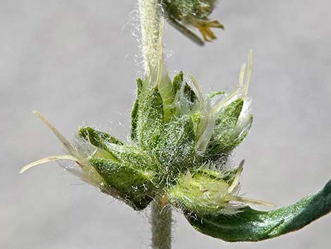 Woolly Fruit Burr Ragweed (Ambrosia eriocentra)