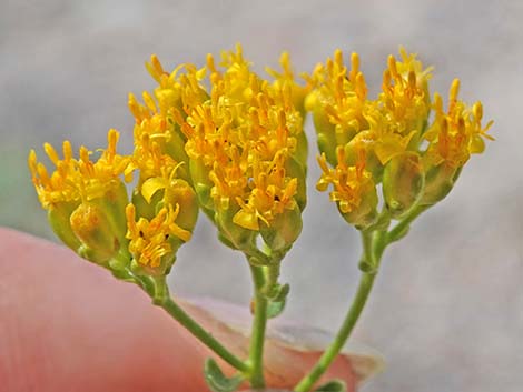 Fremont's Chaffbush (Amphipappus fremontii)