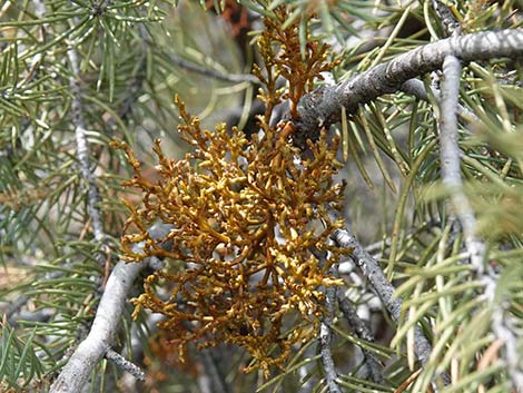 Pinyon Dwarf Mistletoe (Arceuthobium divaricatum)