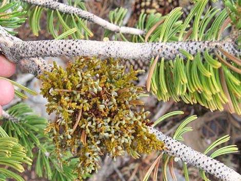 Arceuthobium campylopodum (western dwarf mistletoe)