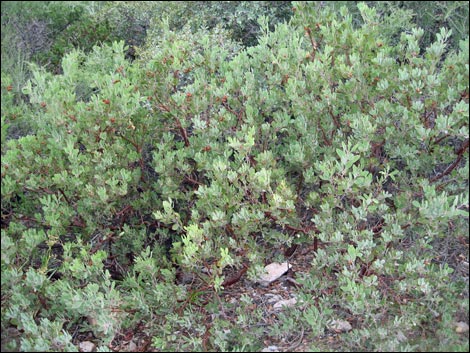 Pointleaf Manzanita (Arctostaphylos pungens)