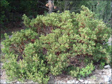 Pointleaf Manzanita (Arctostaphylos pungens)