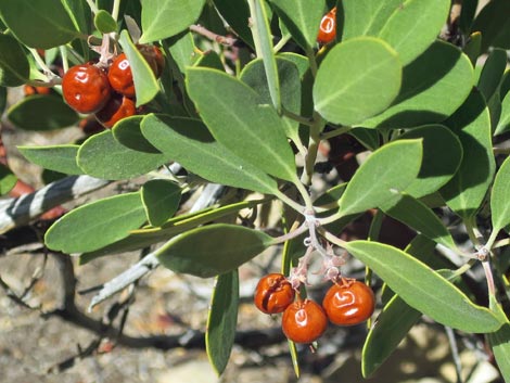 Pointleaf Manzanita (Arctostaphylos pungens)