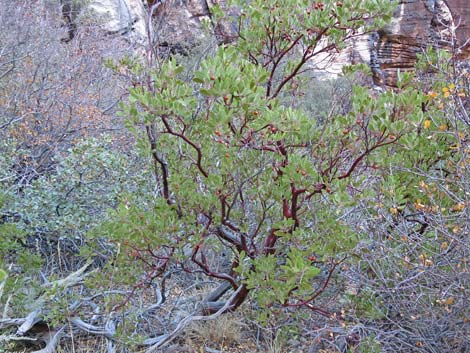 Pointleaf Manzanita (Arctostaphylos pungens)